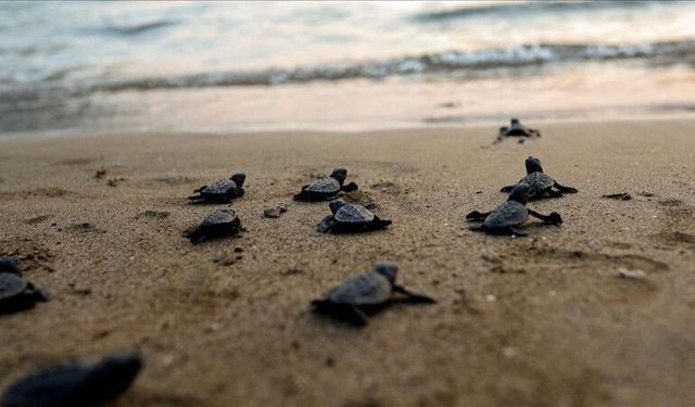 Antalya sahillerinde 25 bin caretta caretta yavrusu denizle buluştu