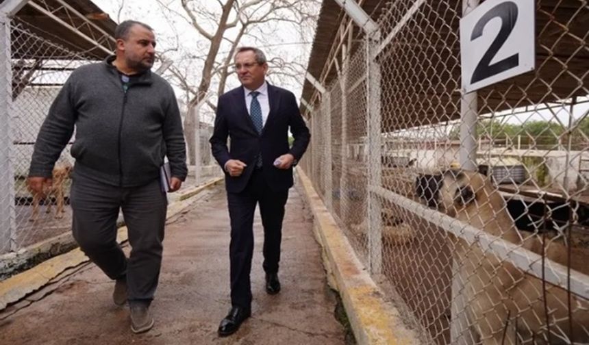 Balıkesir Ayvalık can dostların yanında