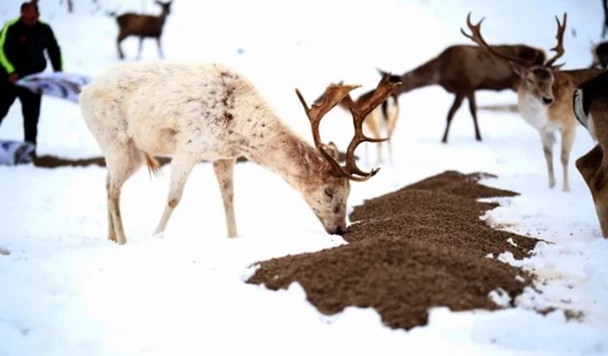 Karda çaresiz kalan hayvanlara yardım eli