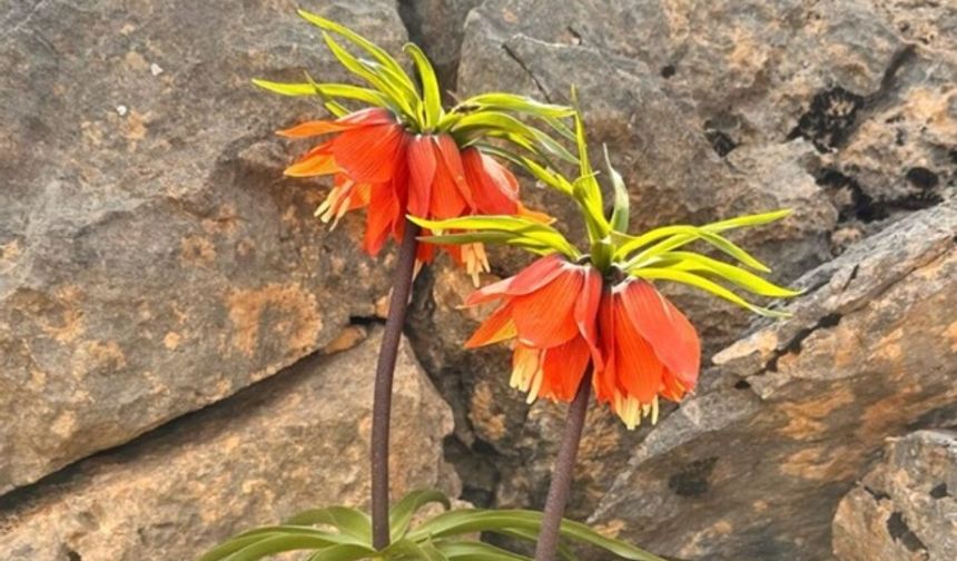 Şirvan'da  Ters Laleler Ziyaretçi Akınına Uğruyor!