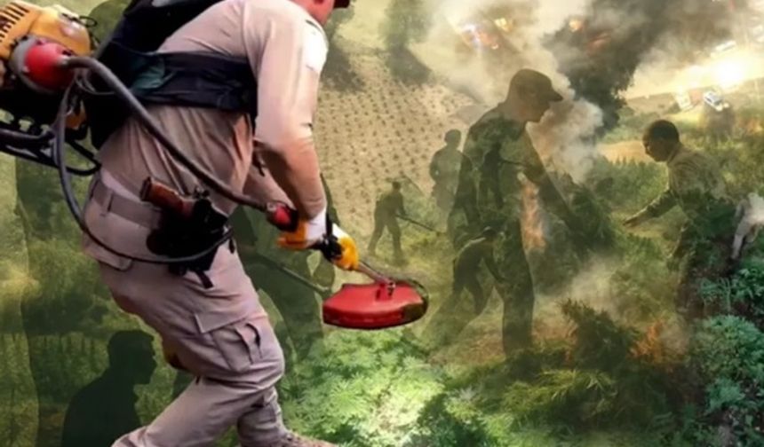 Diyarbakır'da milyonlarca kök kenevir ele geçirildi