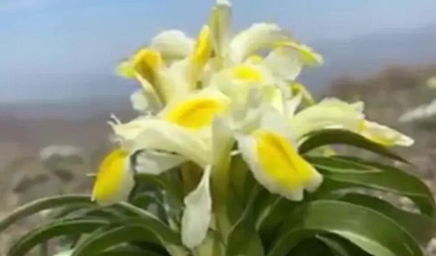 Peşmen Nevruzu Malatya’da çiçek açtı!