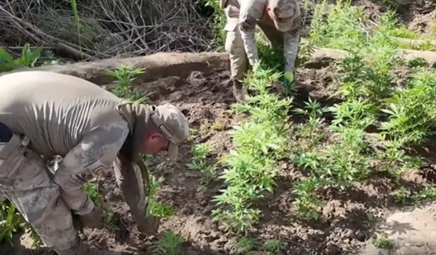 Jandarma'dan dev operasyon! 12,5 milyon liralık kenevir yakalandı