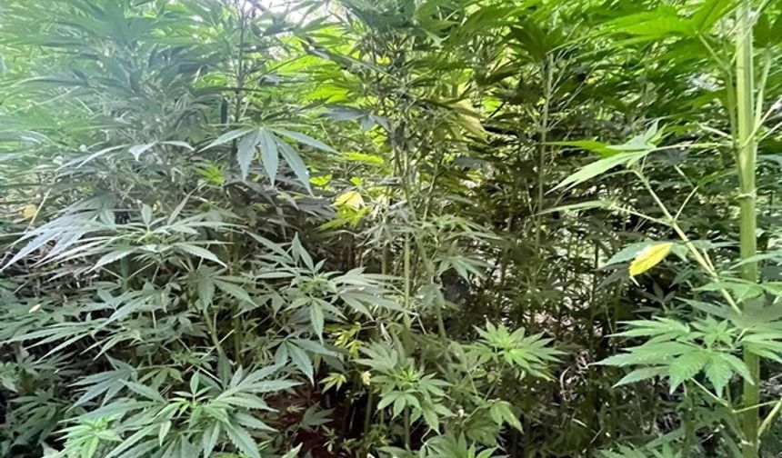 Bingöl’de Uyuşturucu Operasyonu: Binlerce Kök Kenevir Ele Geçirildi