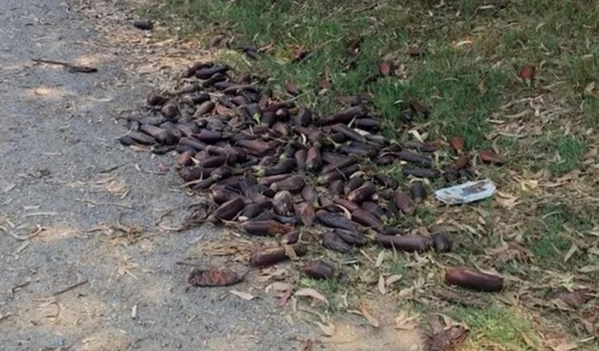 Yere döktüğü patlıcanlar 17,2 milyon TL’ye patladı!