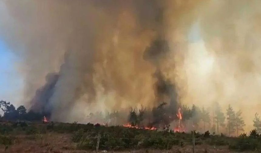 Çanakkale’de orman yangını