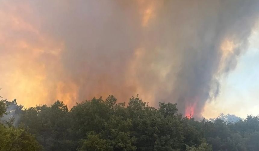 Edirne Keşan'da orman yangını