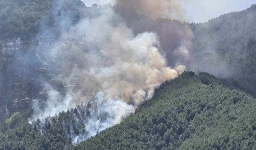 İzmir’in Menderes ilçesinde orman yangını
