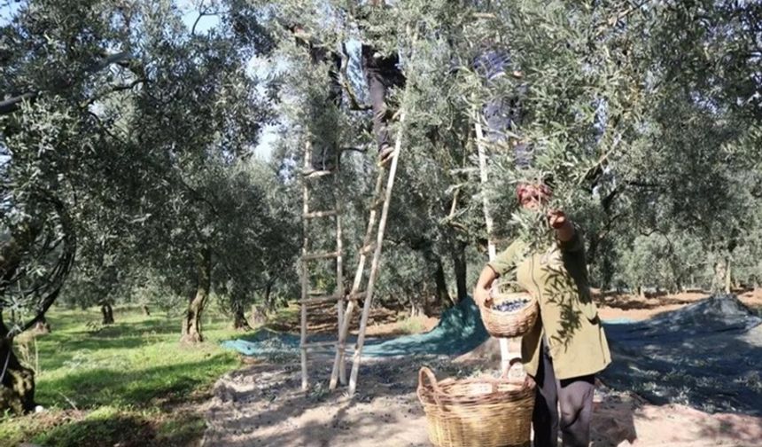 Zeytin alım fiyatlarında taban ve tavan açıklandı!