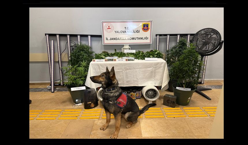 Yalova’da Evde Uyuşturucu Düzenekli Sera Operasyonu: 2 Tutuklama