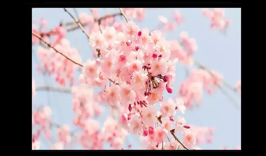 İlk cemre havaya düşüyor!