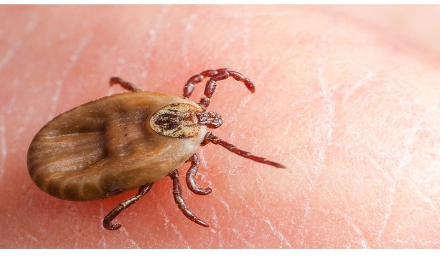 Sivas’ta Kırım Kongo Kanamalı Ateşi Şüphesiyle Bir Can Kaybı Daha