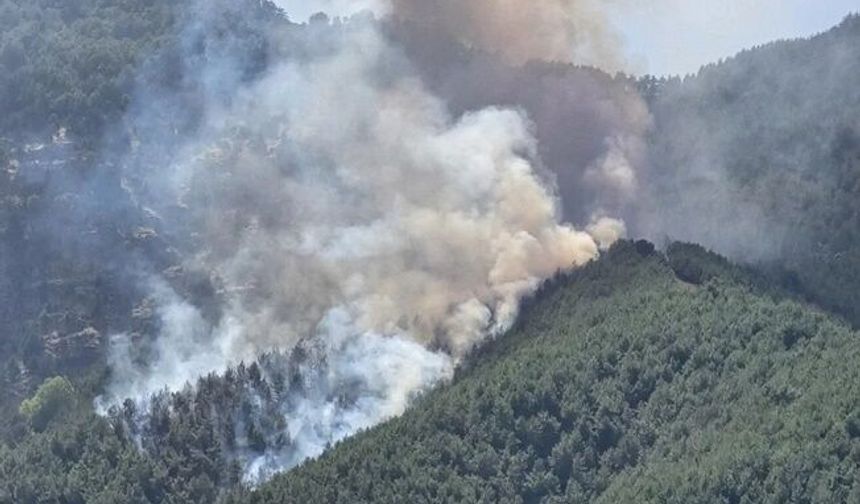 Antalya Kepez'de orman yangını