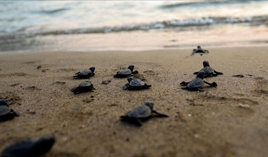 Antalya sahillerinde 25 bin caretta caretta yavrusu denizle buluştu